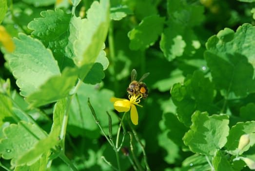 close-up bee on celandine flower collects nectar