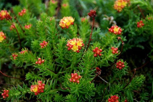 rare mountain medicinal plant Rhodiola quadrifida