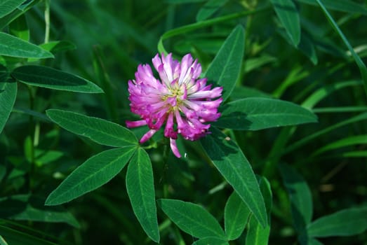 macro of clover flower with leaves