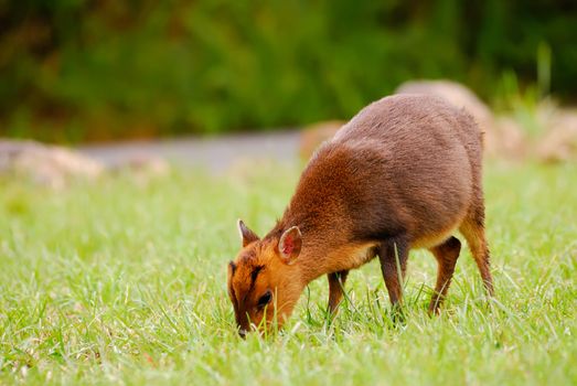 Wild deer of wildlife animal beyond the road and eating, Muntiacus reevesi in Taiwan.