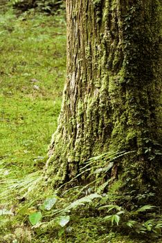 Tropic forest with big tree and green ferns in rain forest.