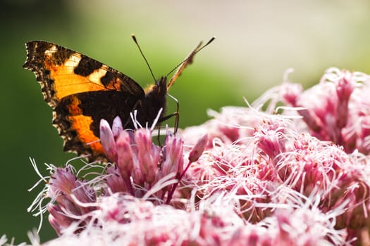 Backlight image of Small tortoiseshell or Aglais urticae on Gravel root in summer