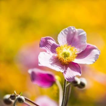 Pink Japanese Anemone or Anemone japonica flower blooming in summer with background of yellow flowers - square image.