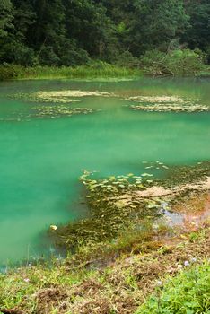 Beautiful lake in forest with plants and trees.