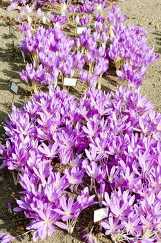 colchicum