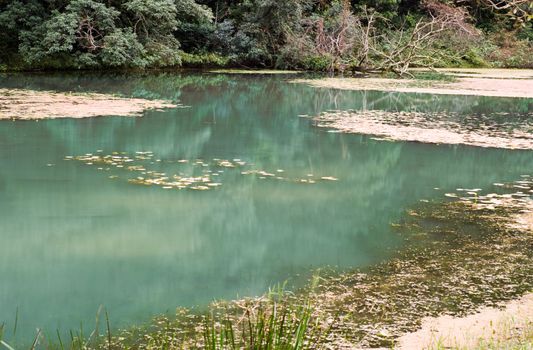 Nature scenery of lake with beautiful trees and plants.