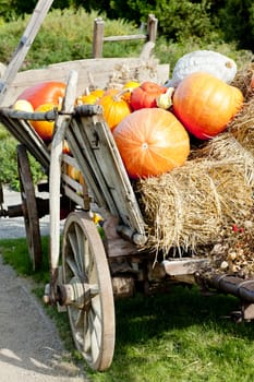 still life of pumpkins