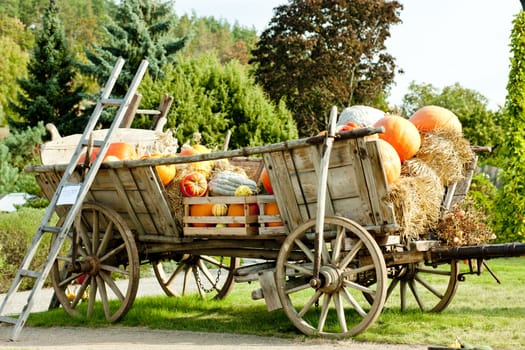 still life of pumpkins on cart