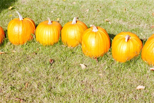 still life of pumpkins