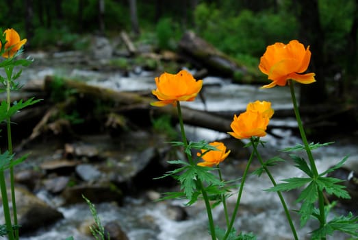 double buttercup on the brook background