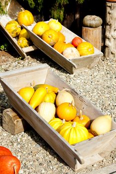 still life of pumpkins