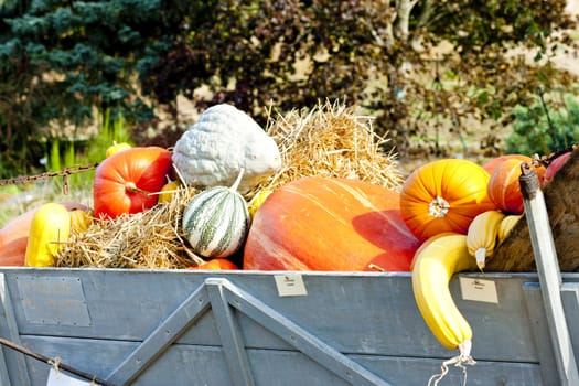 still life of pumpkins on cart