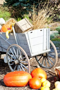 still life of pumpkins with a cart