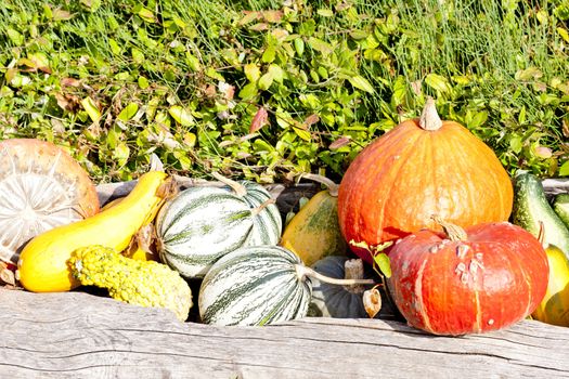 still life of pumpkins