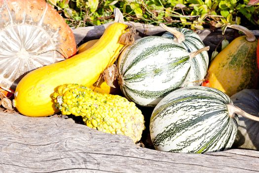 still life of pumpkins