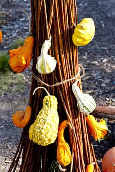 still life of pumpkins
