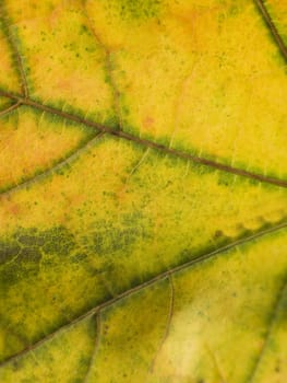 Close up on a autumn leaf shot in a studio