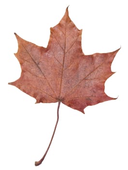 Autumn leaf isolated on a white background