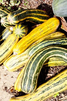 still life of pumpkins