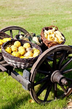 still life of pumpkins