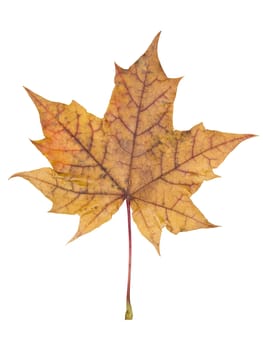 Autumn leaf isolated on a white background