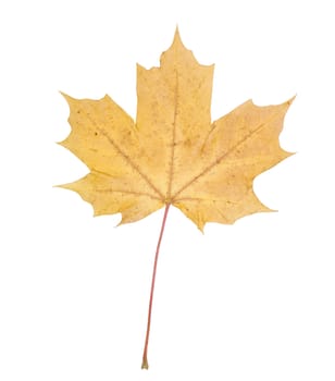 Autumn leaf isolated on a white background