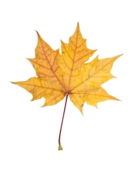 Autumn leaf isolated on a white background