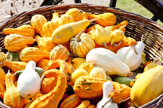 still life of pumpkins