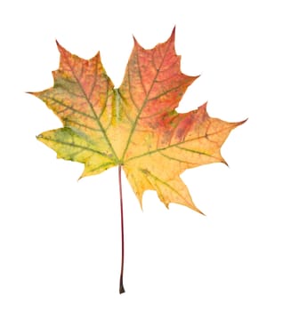 Autumn leaf isolated on a white background