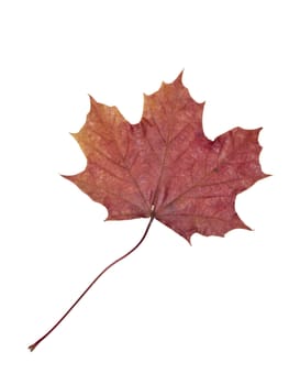 Autumn leaf isolated on a white background