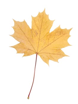 Autumn leaf isolated on a white background