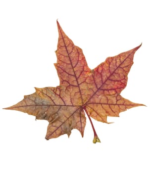 Autumn leaf isolated on a white background