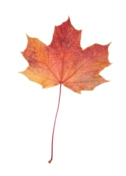 Autumn leaf isolated on a white background