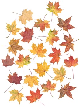 Multiple autumn leaf isolated on a white background