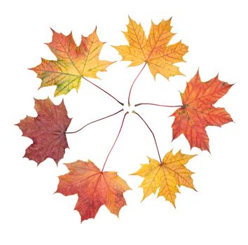 Autumn leaf in a circle isolated on a white background