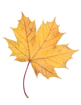 Autumn leaf isolated on a white background