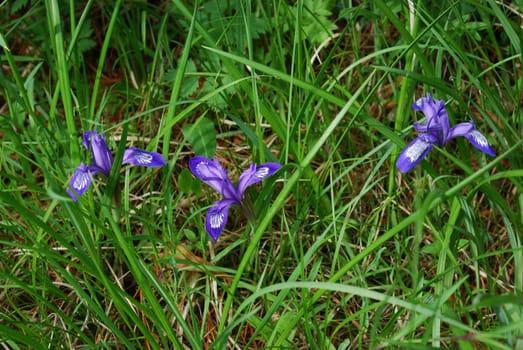 alpine forest flower