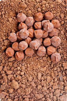 chocolate truffles in cocoa