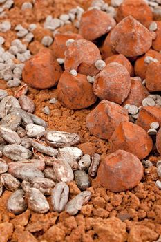 chocolate truffles and cocoa beans in cocoa