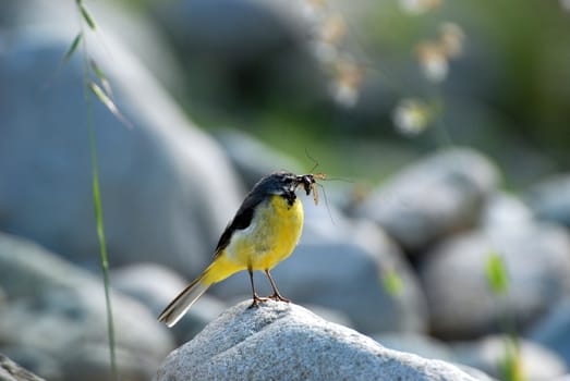 
wagtail on the stone with insects in the beak

