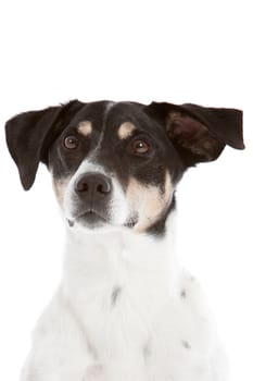 Cute and curious dog looking with pointed ears on white background