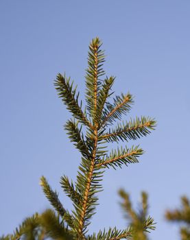 Closeup on a spruce against a blue background