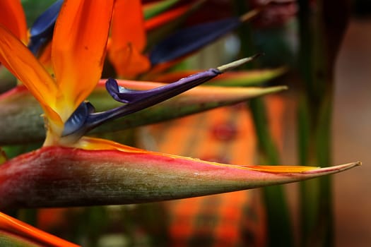 Brightly red decorative flower from tropics, is used as addition to wedding bouquets.