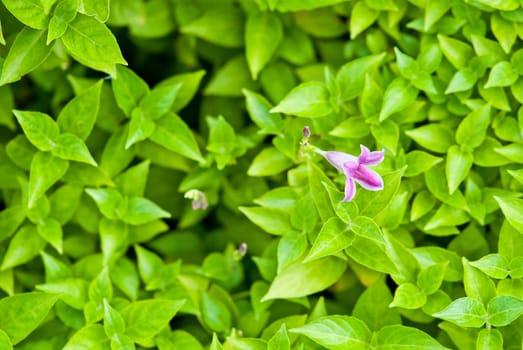 Green leafs with Orchid background
