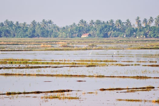 Сoastal part of the ocean with birds