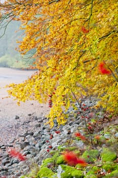 autumnal nature