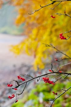 autumnal nature
