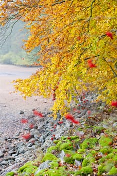 autumnal nature