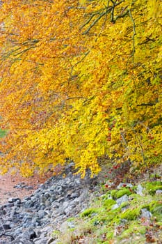 autumnal nature