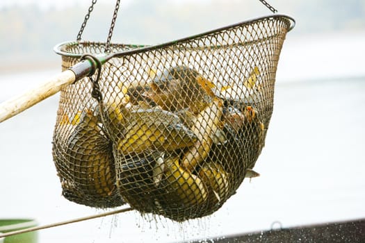 harvesting pond